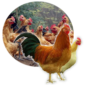 研發(fā)優(yōu)勢(shì)